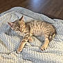 kitten, cat, sleeping, nap, blanket, texture, soft, sunlight, indoor, pet, feline, fur, striped, relaxed, cozy, resting, animal, cute, young, home