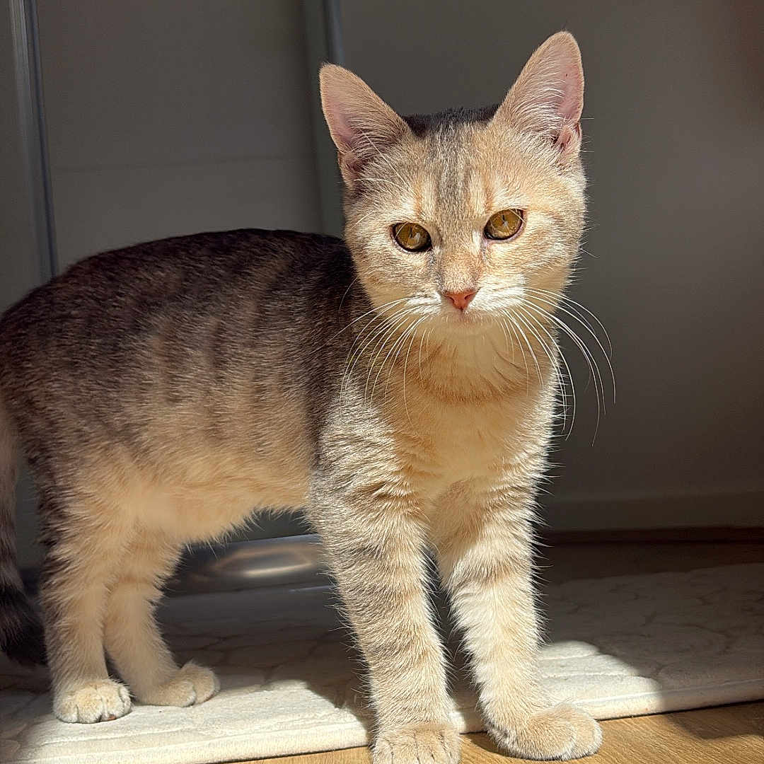 Aura a rejoint le concours — aidez-le/la à gagner de superbes lots ! animal, cat, curious, cute, domestic, ears, eyes, feline, fur, home, indoor, mammal, pet, shadow, standing, sunlight, tabby, whiskers, wooden_floor, young_cat