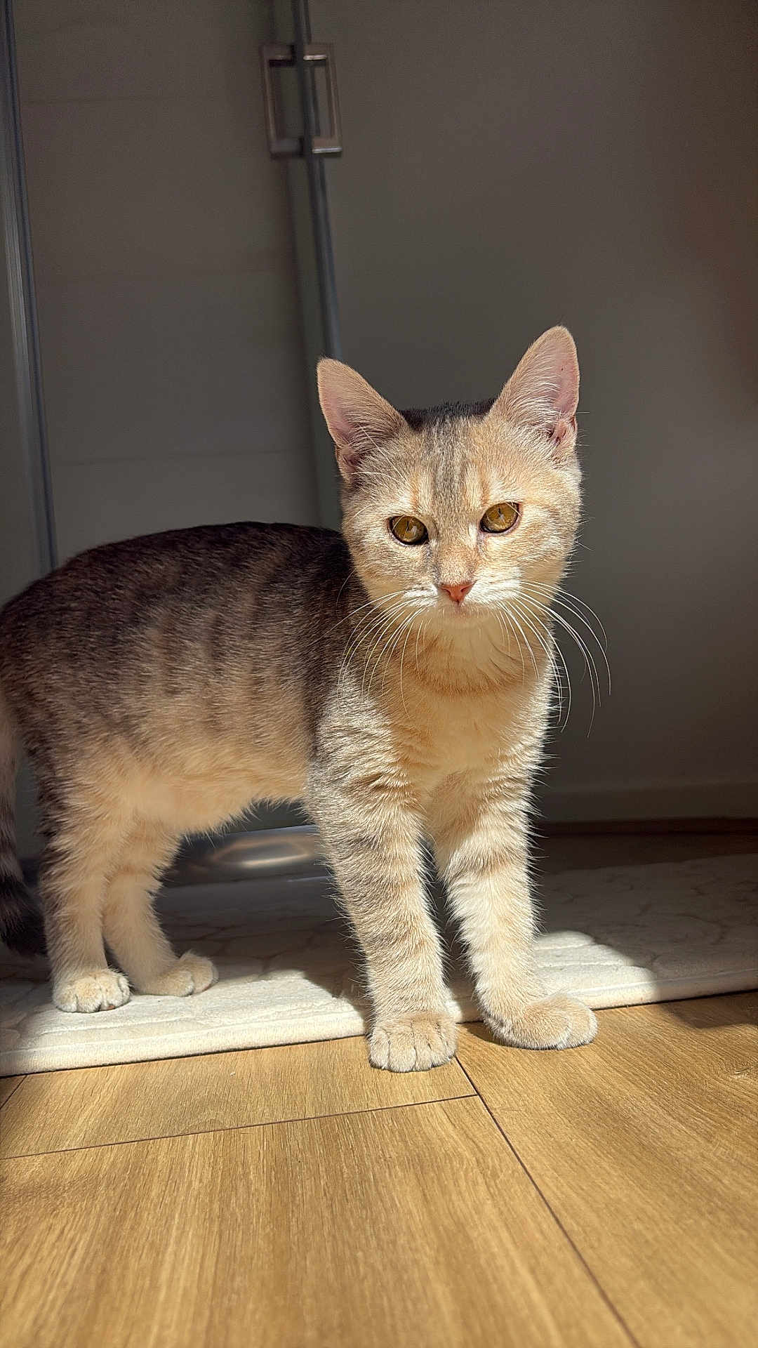 Aura a rejoint le concours — aidez-le/la à gagner de superbes lots ! cat, tabby, pet, animal, feline, indoor, wooden_floor, sunlight, shadow, curious, standing, whiskers, ears, eyes, fur, domestic, cute, mammal, young_cat, home