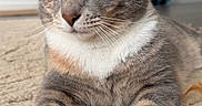 Mango is registered to the contest to win money with this photo: cat, gray_cat, white_chest, white_paws, feline, pet, animal, portrait, close_up, sitting, lying_down, yellow_eyes, whiskers, ears, fur, carpet, indoor, home, toy, playful