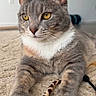 cat, gray_cat, white_chest, white_paws, feline, pet, animal, portrait, close_up, sitting, lying_down, yellow_eyes, whiskers, ears, fur, carpet, indoor, home, toy, playful