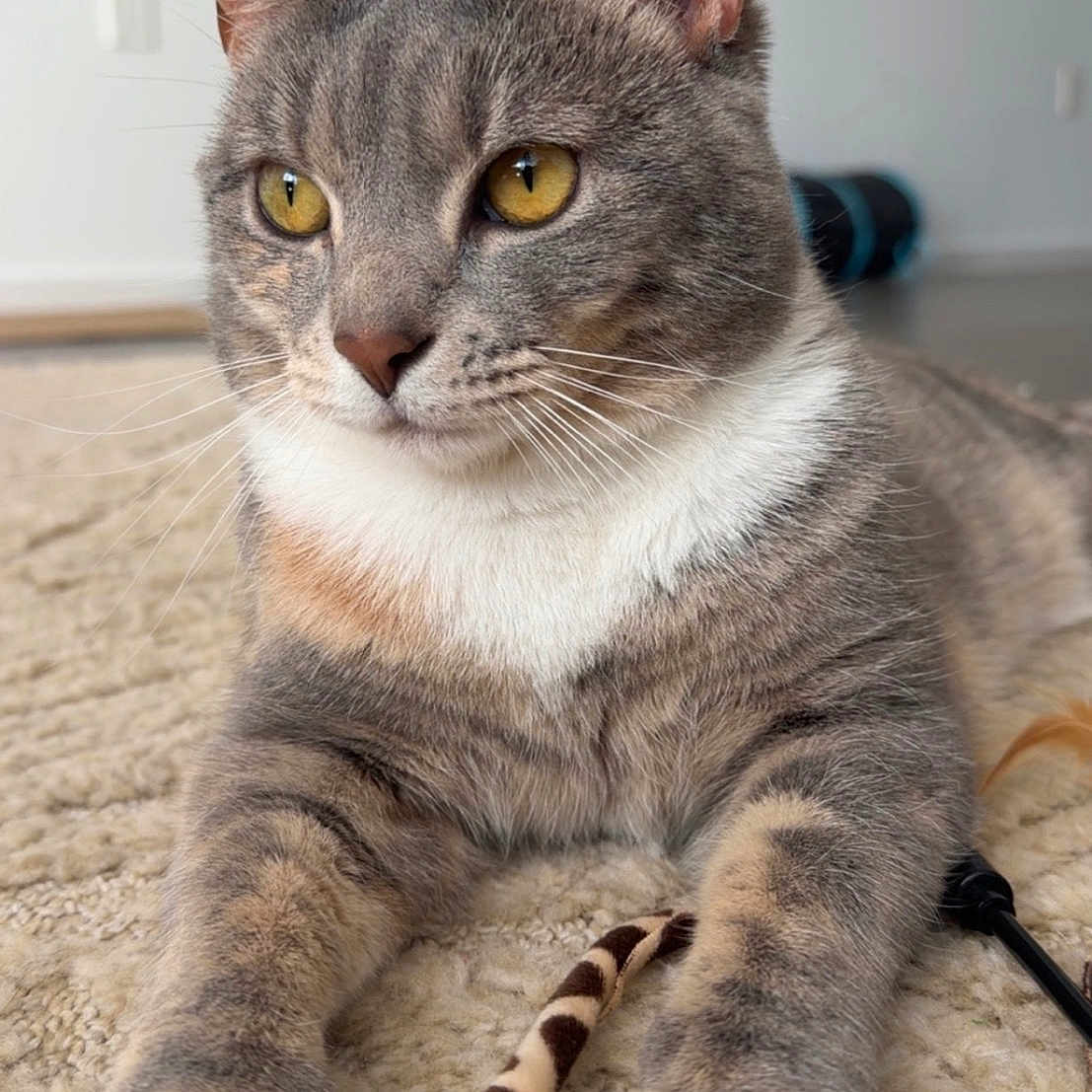 Mango