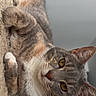 Mango joined the competition — help win amazing prizes! cat, gray_cat, white_chest, pet, feline, golden_eyes, whiskers, ears, paws, fur, tabby, lying_down, lounging, carpet, indoor, portrait, close_up, curious, soft_background, animal_photography