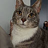 Mango is registered to the contest to win money with this photo: cat, feline, gray_cat, white_chest, golden_eyes, whiskers, ears, close_up, portrait, indoor, home, sitting, short_hair, tabby, animal, pet, alert, looking_at_camera, furry, photography