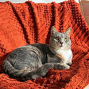 Mango joined the competition — help win amazing prizes! cat, gray_cat, pet, animal, feline, portrait, indoors, blanket, orange_blanket, cozy, lounging, sitting, whiskers, ears, green_eyes, fur, tail, couch, sunlight, relaxed