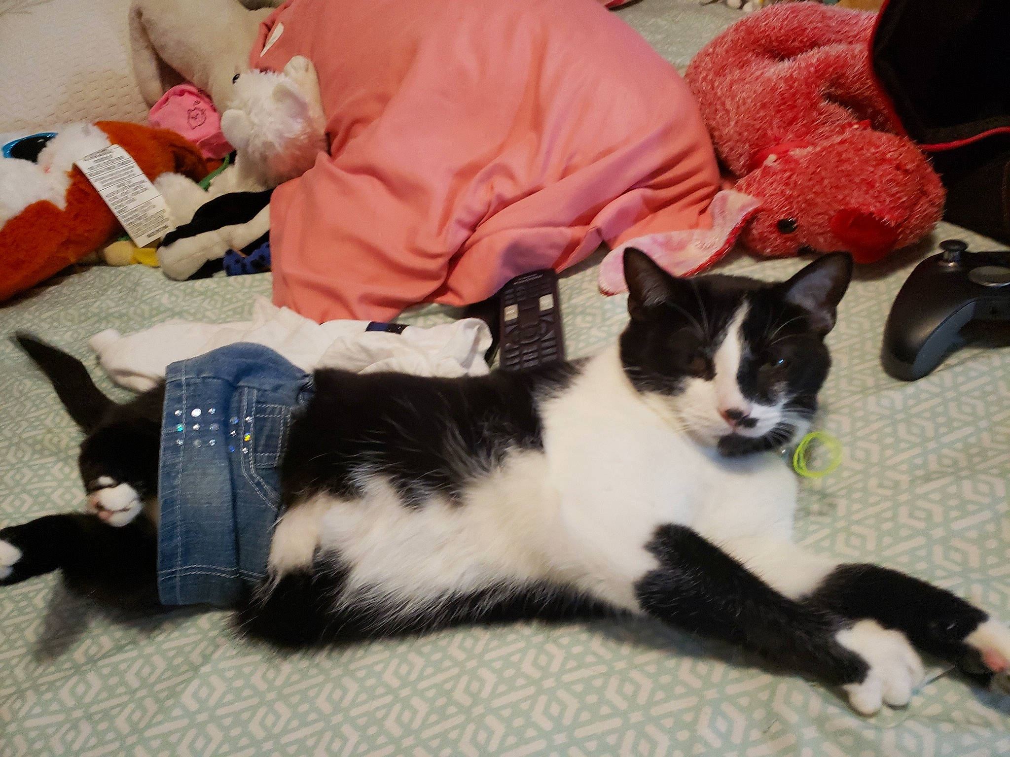 Bella joined the competition — help win amazing prizes! black_cat, carnivore, cat, domestic_short_haired_cat, ear, european_shorthair, felidae, fur, kitten, lap, paw, polydactyl_cat, small_to_medium_sized_cats, tail, whiskers