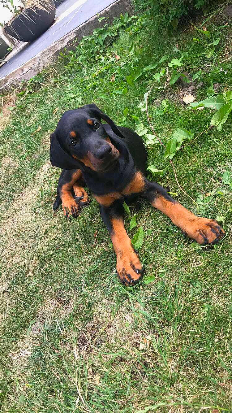 Oz a rejoint le concours — aidez-le/la à gagner de superbes lots ! austrian_black_and_tan_hound, canidae, carlin_pinscher, carnivore, dog, dog_breed, fawn, hellenikos_ichnilatis, hound, huntaway, hunting_dog, lithuanian_hound, mammal, montenegrin_mountain_hound, polish_hunting_dog, rottweiler, sporting_group, transylvanian_hound, tyrolean_hound, vertebrate