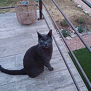 Thaly participe au concours pour gagner de l'argent avec cette photo : cat, gray_cat, green_eyes, outdoor, wooden_deck, wicker_lantern, garden, dry_grass, stones, metal_railings, curious, pet, animal, feline, sitting, looking_up, nature, daylight, close_up, domestic_animal