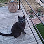 cat, gray_cat, green_eyes, outdoor, wooden_deck, wicker_lantern, garden, dry_grass, stones, metal_railings, curious, pet, animal, feline, sitting, looking_up, nature, daylight, close_up, domestic_animal
