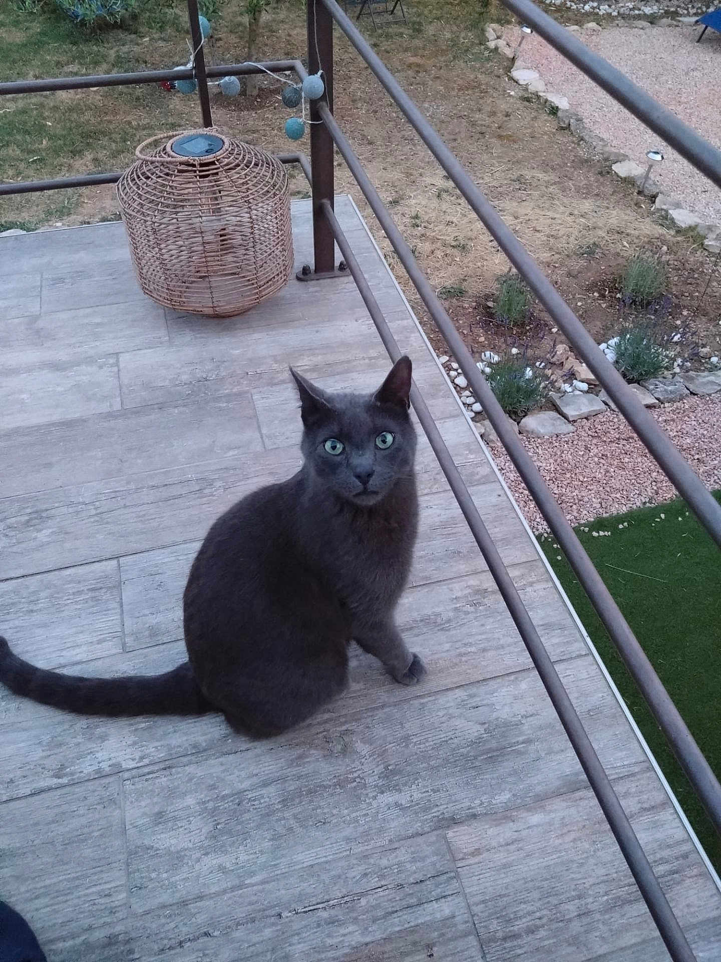 Thaly participe au concours pour gagner de l'argent avec cette photo : cat, gray_cat, green_eyes, outdoor, wooden_deck, wicker_lantern, garden, dry_grass, stones, metal_railings, curious, pet, animal, feline, sitting, looking_up, nature, daylight, close_up, domestic_animal