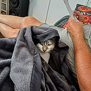 Tina a rejoint le concours — aidez-le/la à gagner de superbes lots ! cat, blanket, person, arm, legs, reading, paper, couch, pillow, indoor, cozy, fur, grey, relaxing, curious, home, soft, comfort, leisure, pet