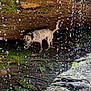 Ryder joined the competition — help win amazing prizes! dog, waterfall, water_droplets, moss, rocks, nature, outdoor, playful, animal, collar, adventure, cave, wet, sunlight, exploration, speckled, happy, environment, scenic, wildlife