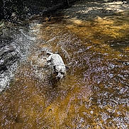 Ryder joined the competition — help win amazing prizes! dog, water, splash, stream, forest, sunlight, shadow, nature, outdoor, animal, playful, wet, riverbed, summer, daylight, canine, shallow_water, motion, adventure, environment
