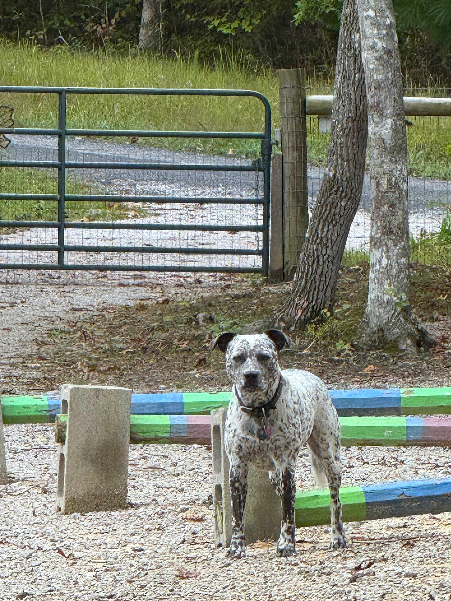 Ryder is registered to the contest to win money with this photo: dog, outdoor, tree, gate, fence, gravel, colorful, wood, nature, animal, pet, speckled, collar, standing, daylight, park, rural, quiet, alert, ground