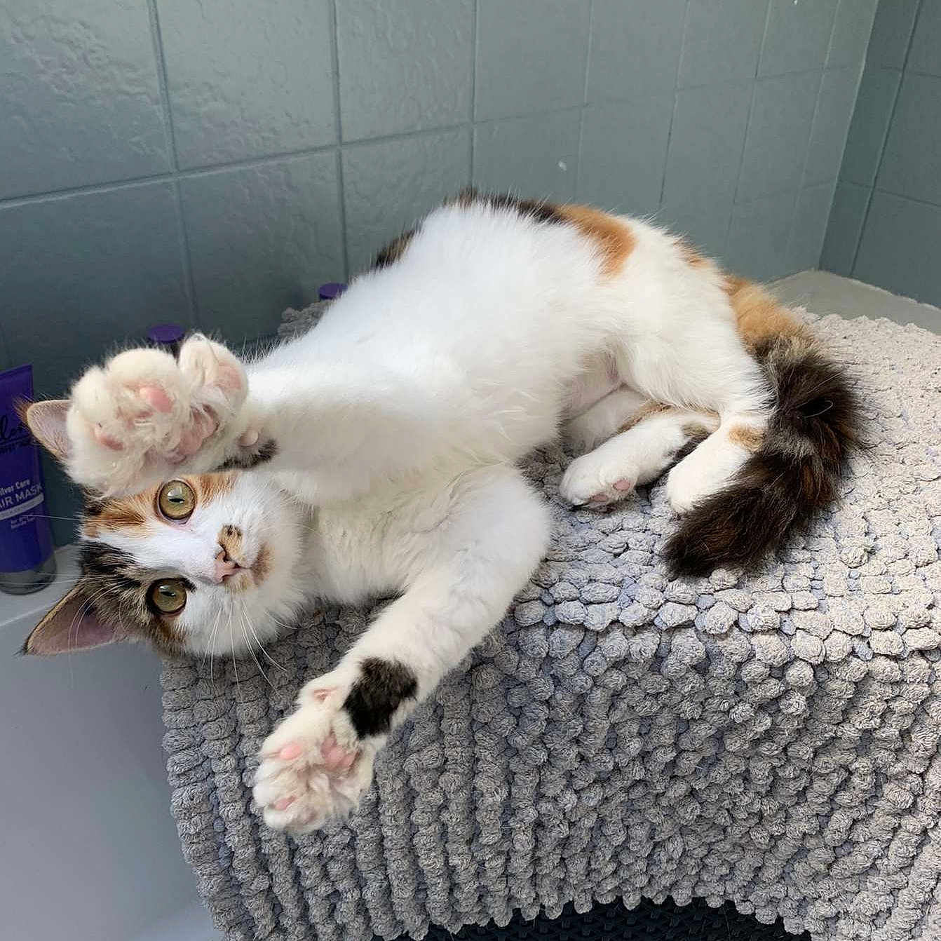 Choupette a rejoint le concours — aidez-le/la à gagner de superbes lots ! animal, bathroom, calico, cat, curious, cute, domestic, ears, fur, indoor, looking, mat, paw, pet, playful, relaxed, tail, texture, tile, whiskers