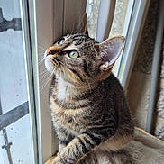Meiko participe au concours pour gagner de l'argent avec cette photo : animal, blanket, cat, cozy, curious, domestic_animal, ears, feline, fur, green_eyes, indoors, looking_up, natural_light, paw, pet, sitting, tabby_cat, whiskers, window, wooden_surface