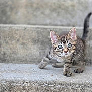 Meiko a rejoint le concours — aidez-le/la à gagner de superbes lots ! kitten, cat, tabby, pet, animal, young, cute, outdoor, stairs, concrete, curious, small, feline, whiskers, ears, tail, walking, gray, striped, closeup