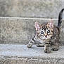 kitten, cat, tabby, pet, animal, young, cute, outdoor, stairs, concrete, curious, small, feline, whiskers, ears, tail, walking, gray, striped, closeup
