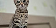 Meiko participe au concours pour gagner de l'argent avec cette photo : cat, kitten, tabby, animal, pet, feline, sitting, indoor, cute, whiskers, ears, curious, fur, young, portrait, soft_focus, gray, striped, domestic, closeup