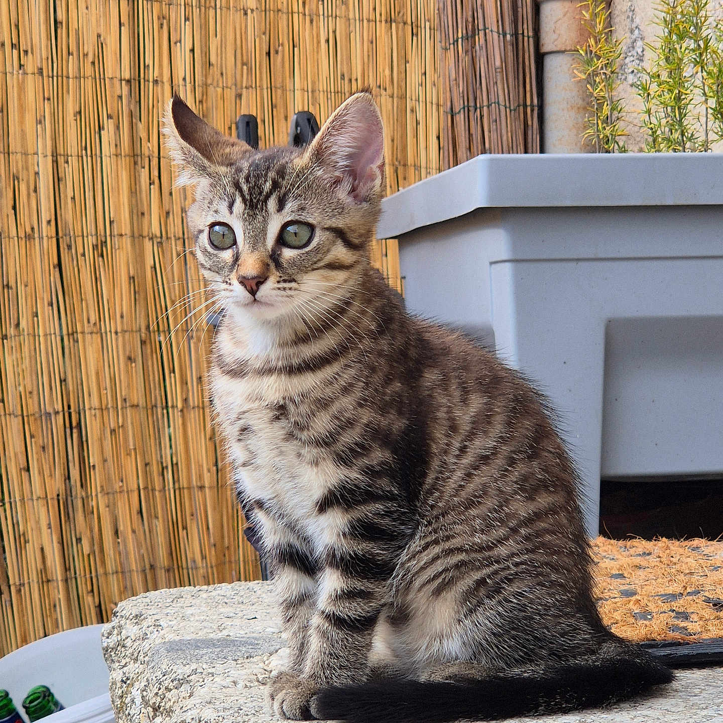Meiko a rejoint le concours — aidez-le/la à gagner de superbes lots ! animal, cat, curious, daylight, ears, fence, fur, green_eyes, kitten, nature, outdoor, pet, plant, planter, sitting, stone_surface, tabby, tail, whiskers, young