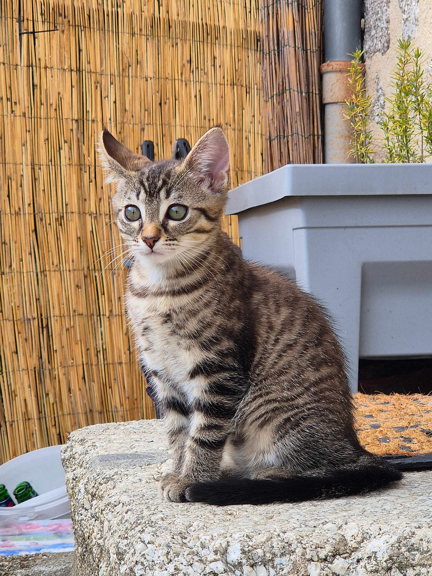 Meiko a rejoint le concours — aidez-le/la à gagner de superbes lots ! kitten, tabby, cat, animal, pet, outdoor, stone_surface, green_eyes, fence, planter, plant, curious, sitting, young, whiskers, ears, tail, fur, nature, daylight
