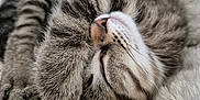 Meiko a rejoint le concours — aidez-le/la à gagner de superbes lots ! animal, cat, close_up, cozy, cute, domestic_cat, feline, fluffy, furry, indoor, kitten, nap, paw, pet, relaxation, resting, sleeping, soft, tabby, whiskers
