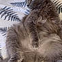 animal, bedspread, cat, cozy, cute, domestic_cat, ears, feline, fluffy, fur, gray_cat, indoor, pattern, paw, pet, portrait, relaxed, resting, sleepy, whiskers