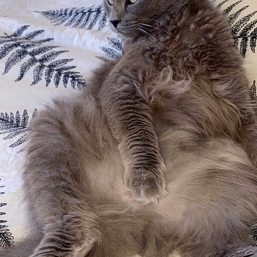 Réglisse participe au concours pour gagner de l'argent avec cette photo : animal, bedspread, cat, cozy, cute, domestic_cat, ears, feline, fluffy, fur, gray_cat, indoor, pattern, paw, pet, portrait, relaxed, resting, sleepy, whiskers