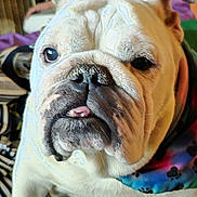 Delores is registered to the contest to win money with this photo: animal, bandana, bulldog, close_up, colorful, companion, cozy, cute, dog, domestic, expression, face, friendly, furry, indoor, mammal, pet, portrait, tongue, wrinkles