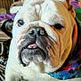 animal, bandana, bulldog, close_up, colorful, companion, cozy, cute, dog, domestic, expression, face, friendly, furry, indoor, mammal, pet, portrait, tongue, wrinkles