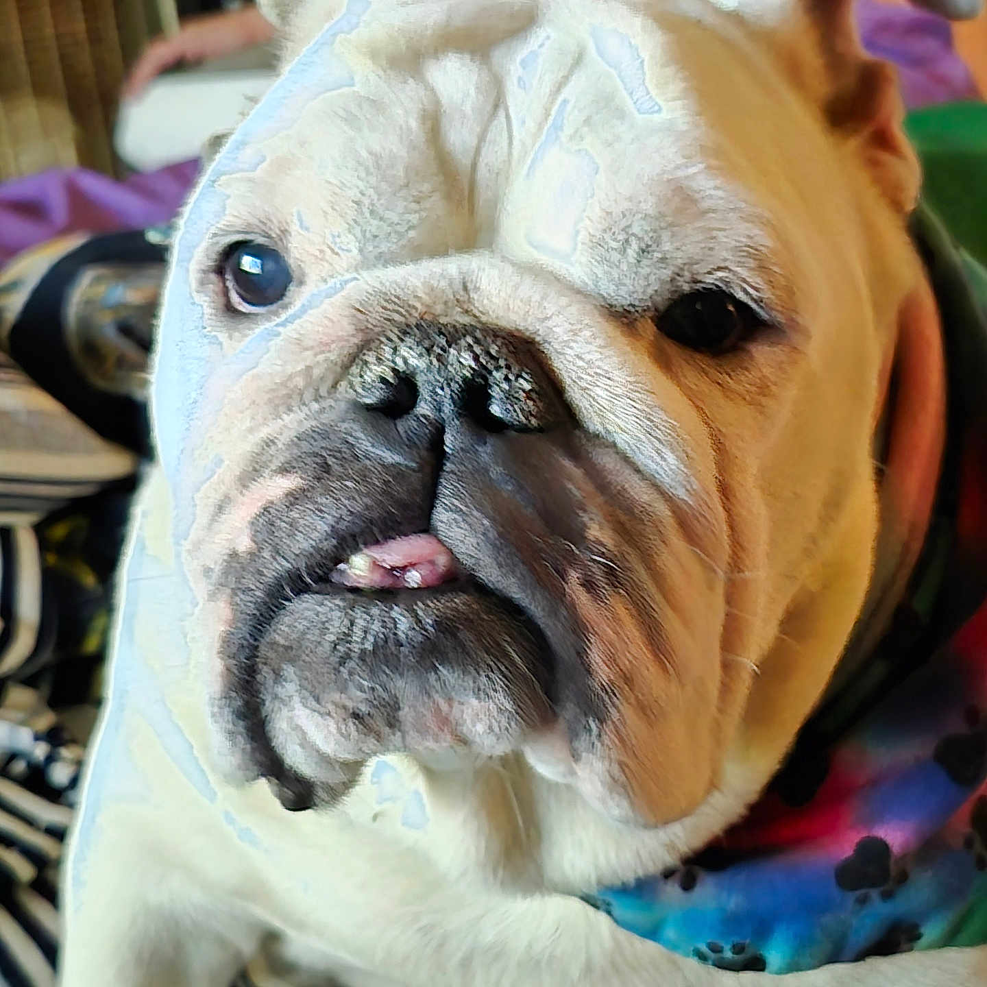 Delores is registered to the contest to win money with this photo: animal, bandana, bulldog, close_up, colorful, companion, cozy, cute, dog, domestic, expression, face, friendly, furry, indoor, mammal, pet, portrait, tongue, wrinkles