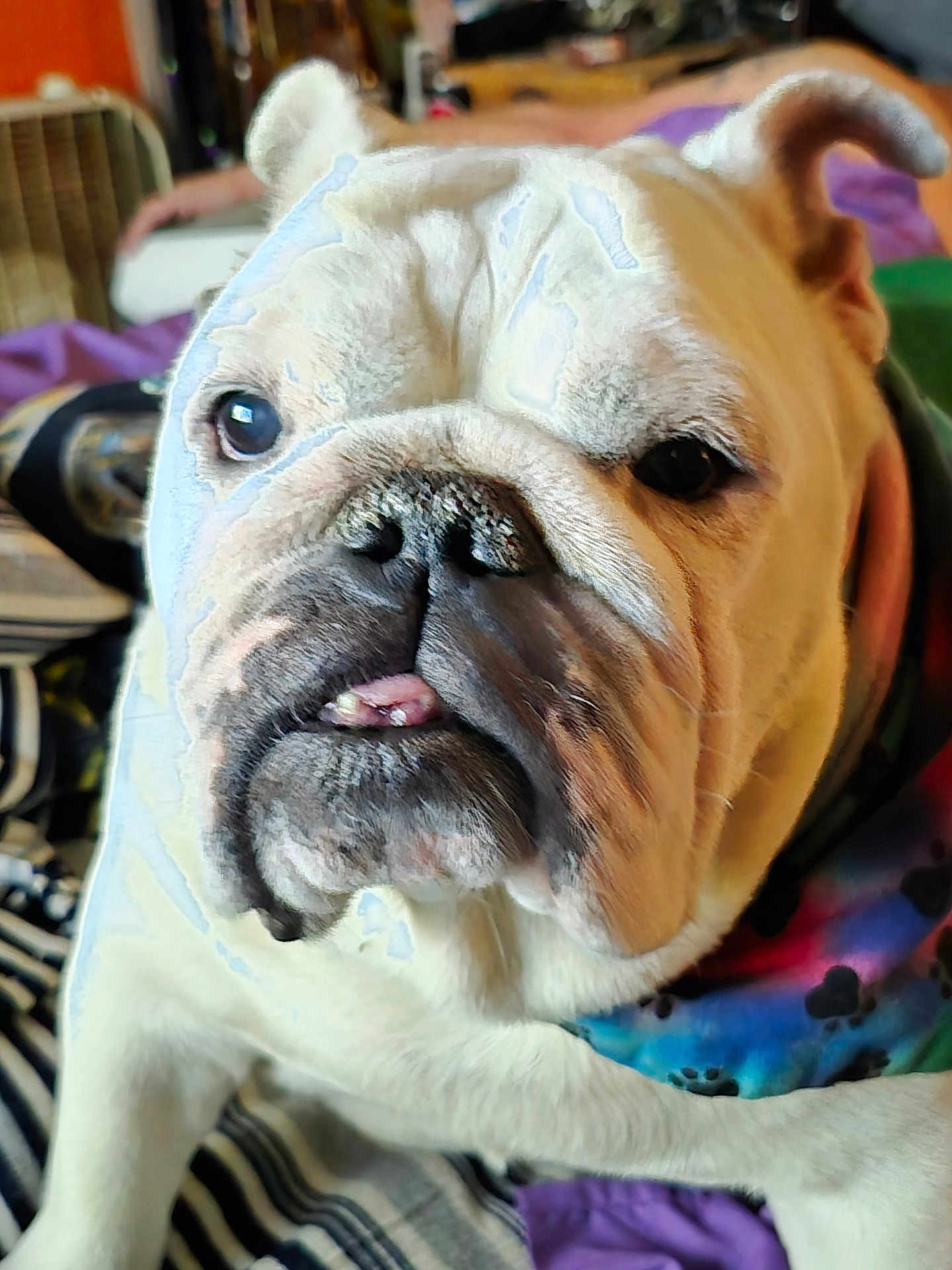Delores is registered to the contest to win money with this photo: animal, bandana, bulldog, close_up, colorful, companion, cozy, cute, dog, domestic, expression, face, friendly, furry, indoor, mammal, pet, portrait, tongue, wrinkles