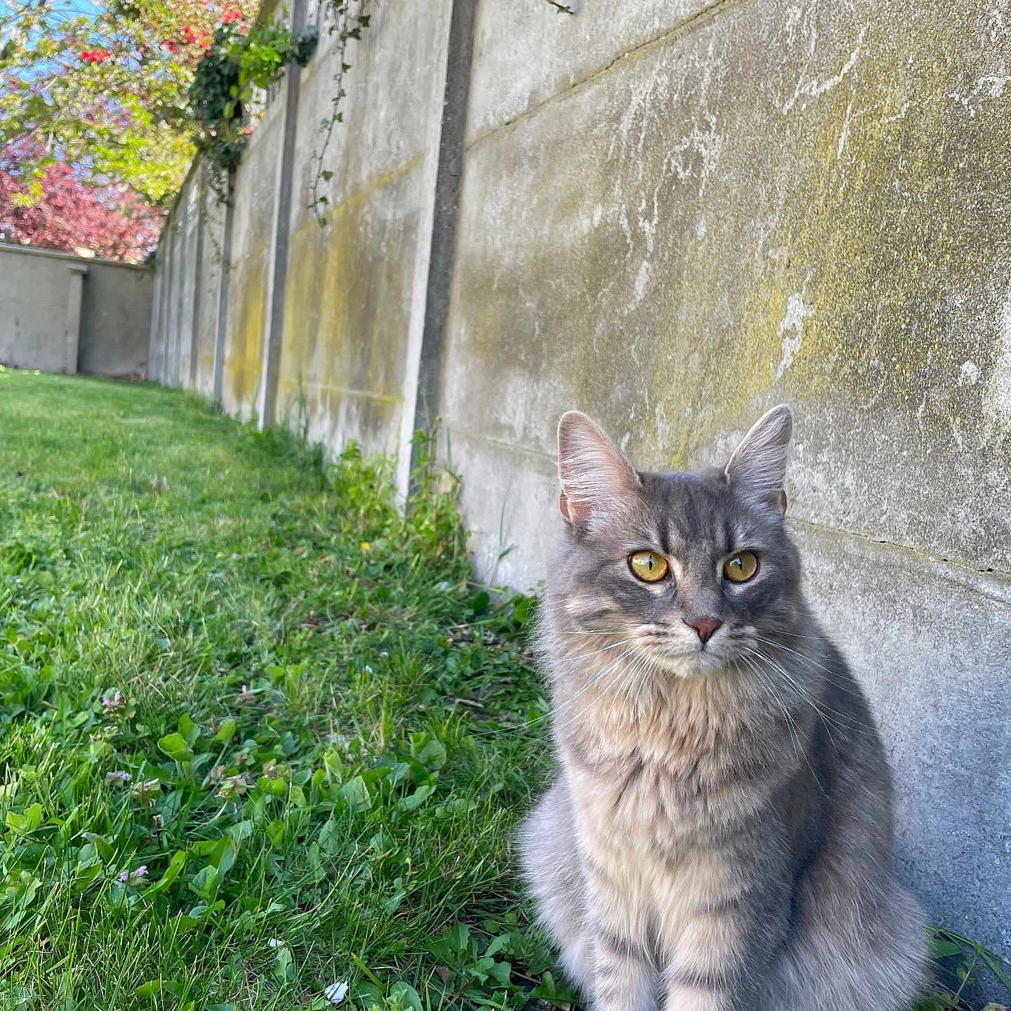 Neptune participe au concours pour gagner de l'argent avec cette photo : animal, background, blue_sky, cat, concrete_wall, daylight, fluffy_fur, garden, grass, greenery, grey_cat, moss, nature, outdoor, peaceful, pet, sitting, trees, vines, yellow_eyes