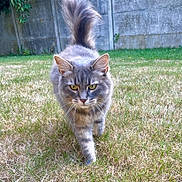 Neptune participe au concours pour gagner de l'argent avec cette photo : cat, grey_cat, tabby, outdoor, grass, yard, fence, walking, fluffy_tail, animal, pet, nature, whiskers, ears, fur, green_eyes, sunlight, serious_expression, mammal, domestic_cat