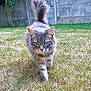 cat, grey_cat, tabby, outdoor, grass, yard, fence, walking, fluffy_tail, animal, pet, nature, whiskers, ears, fur, green_eyes, sunlight, serious_expression, mammal, domestic_cat