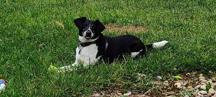 Dominic joined the competition — help win amazing prizes! borador, canidae, carnivore, collar, companion_dog, dog, dog_breed, dog_collar, dog_supply, grass, herding_dog, non_sporting_group, plant, puppy, snout, sporting_group, tail, whiskers, working_animal, working_dog