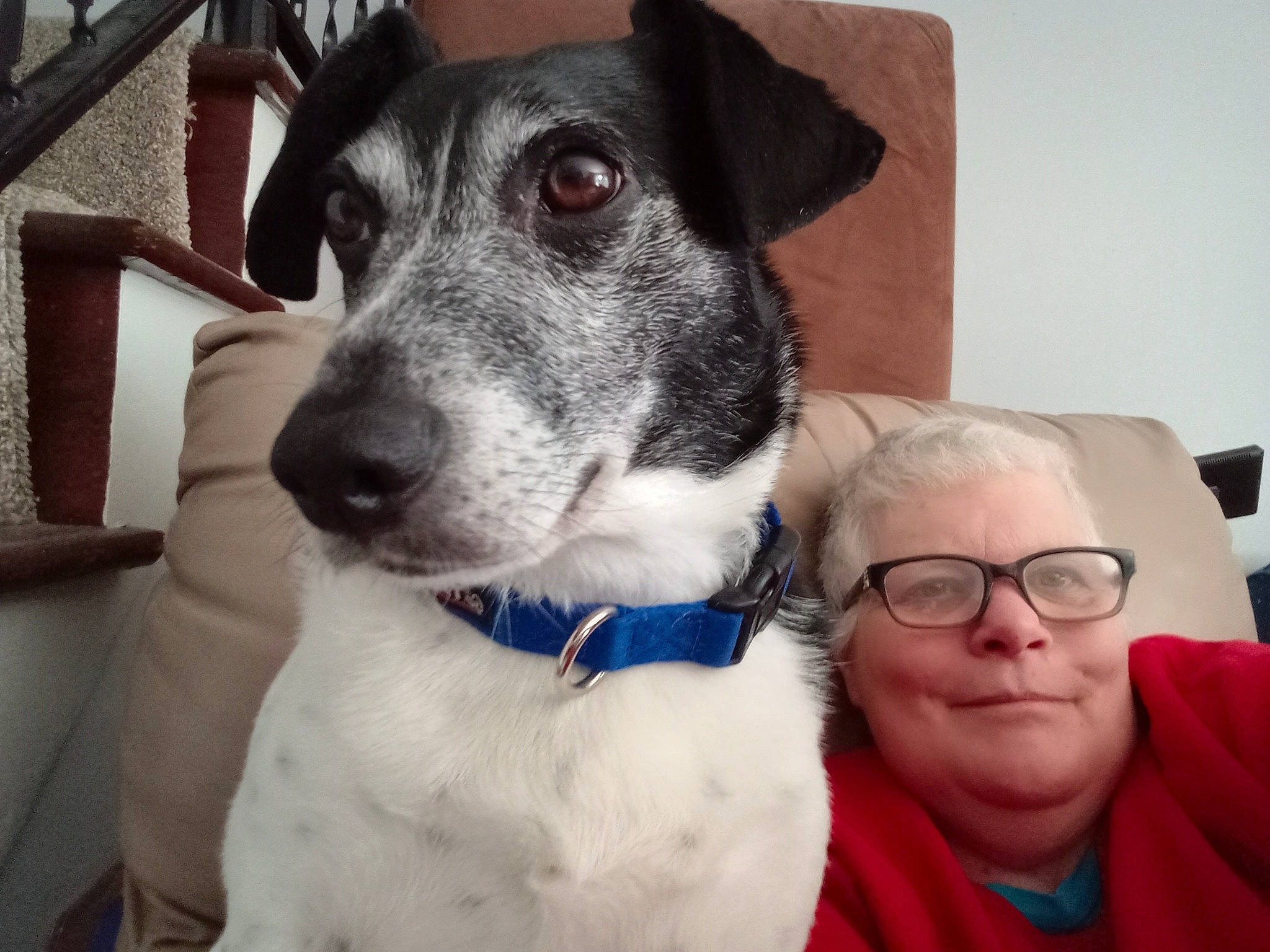 Dominic is registered to the contest to win money with this photo: canidae, carnivore, collar, comfort, companion_dog, dog, dog_breed, dog_collar, dog_supply, ear, fawn, fur, glasses, pet_supply, smile, snout, sporting_group, whiskers, working_animal, working_dog