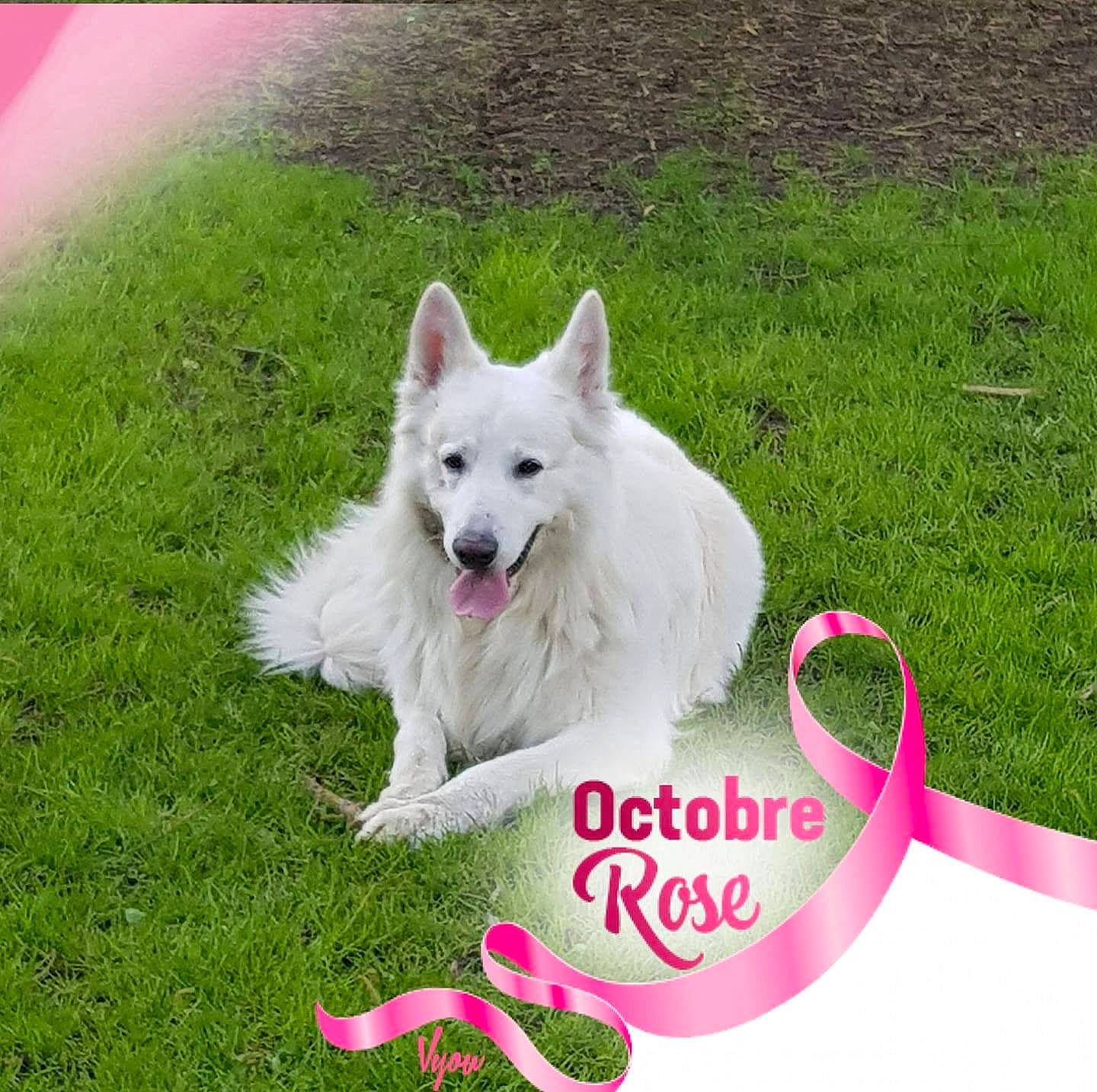 Irko participe au concours pour gagner de l'argent avec cette photo : berger_blanc_suisse, canidae, carnivore, companion_dog, dog, dog_breed, german_shepherd_dog, herding_dog, kintamani, mammal, photo_caption, rare_breed_dog, vertebrate, white_shepherd, working_dog