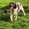 animal, canine, cute, daytime, dog, energetic, field, friendly, fur, grass, greenery, happy, mammal, nature, outdoor, pet, playing, sunlight, tongue, walking
