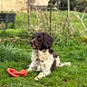 Sparco a rejoint le concours — aidez-le/la à gagner de superbes lots ! animal, black_and_white, canine, daylight, dog, ears, fur, garden, grass, greenery, laying_down, muzzle, nature, outdoor, pet, playful, red_toy, relaxed, summer, toy
