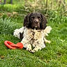 animal, black_and_white, canine, daylight, dog, fur, garden, grass, greenery, laying_down, mammal, nature, outdoor, pet, playful, portrait, red_toy, relaxed, summer, toy