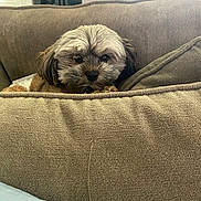 Teddy is registered to the contest to win money with this photo: dog, small_dog, fluffy, couch, beige, indoor, pet, cute, curious, furniture, home, window, relaxed, looking, animal, face, ears, snout, sitting, cozy