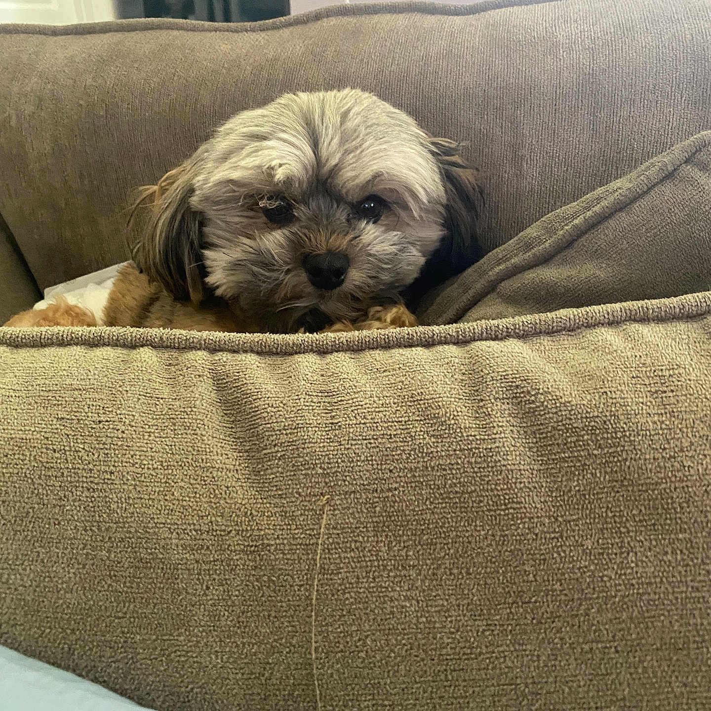 Teddy is registered to the contest to win money with this photo: animal, beige, couch, cozy, curious, cute, dog, ears, face, fluffy, furniture, home, indoor, looking, pet, relaxed, sitting, small_dog, snout, window