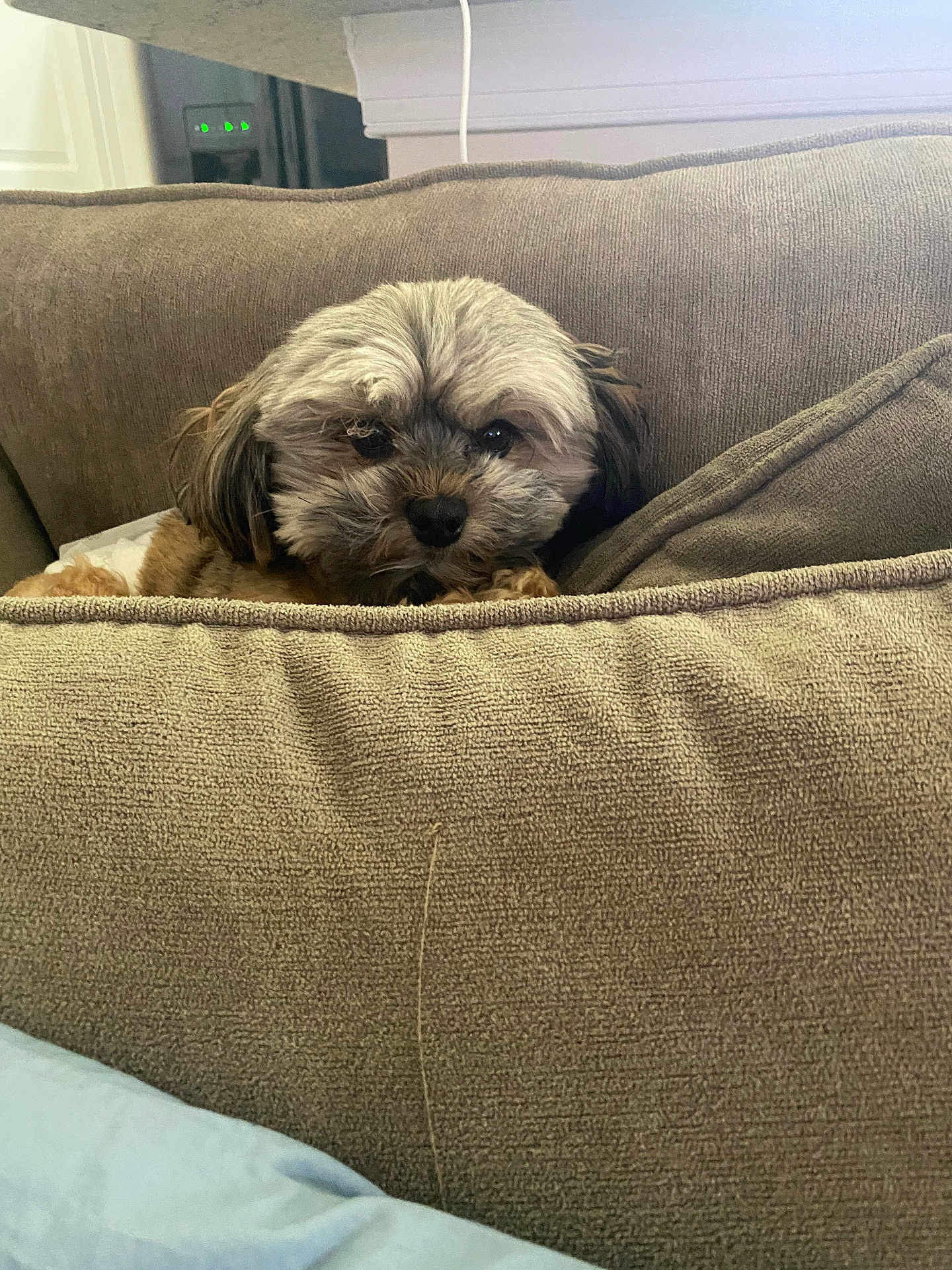 Teddy is registered to the contest to win money with this photo: dog, small_dog, fluffy, couch, beige, indoor, pet, cute, curious, furniture, home, window, relaxed, looking, animal, face, ears, snout, sitting, cozy