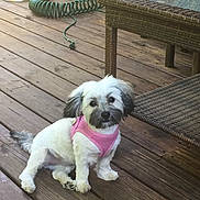 Izzy is registered to the contest to win money with this photo: dog, small_dog, white_dog, pink_harness, wooden_deck, wicker_furniture, garden_hose, pet, outdoor, sitting, fur, cute, animal, domestic_animal, canine, companion, backyard, leisure, daylight, relaxed