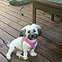 dog, small_dog, white_dog, pink_harness, wooden_deck, wicker_furniture, garden_hose, pet, outdoor, sitting, fur, cute, animal, domestic_animal, canine, companion, backyard, leisure, daylight, relaxed