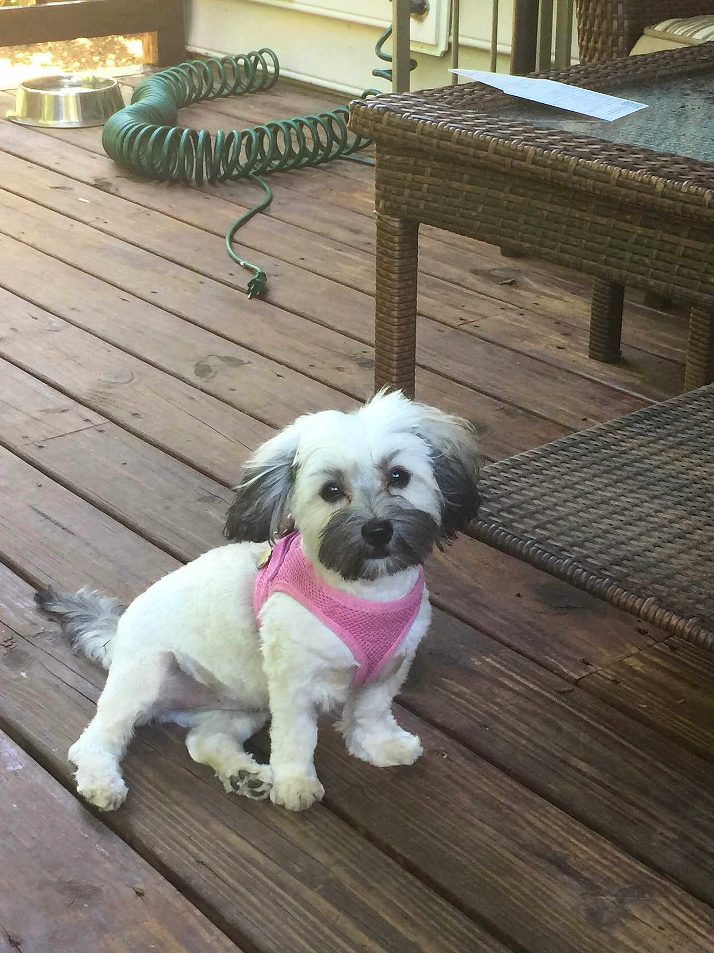Izzy is registered to the contest to win money with this photo: dog, small_dog, white_dog, pink_harness, wooden_deck, wicker_furniture, garden_hose, pet, outdoor, sitting, fur, cute, animal, domestic_animal, canine, companion, backyard, leisure, daylight, relaxed