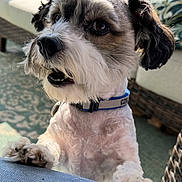 Toby is registered to the contest to win money with this photo: dog, small_dog, pet, indoor, close_up, groomed, collar, paws, denim, furniture, wicker, cushion, pattern, cute, animal, fur, face, ears, eyes, snout