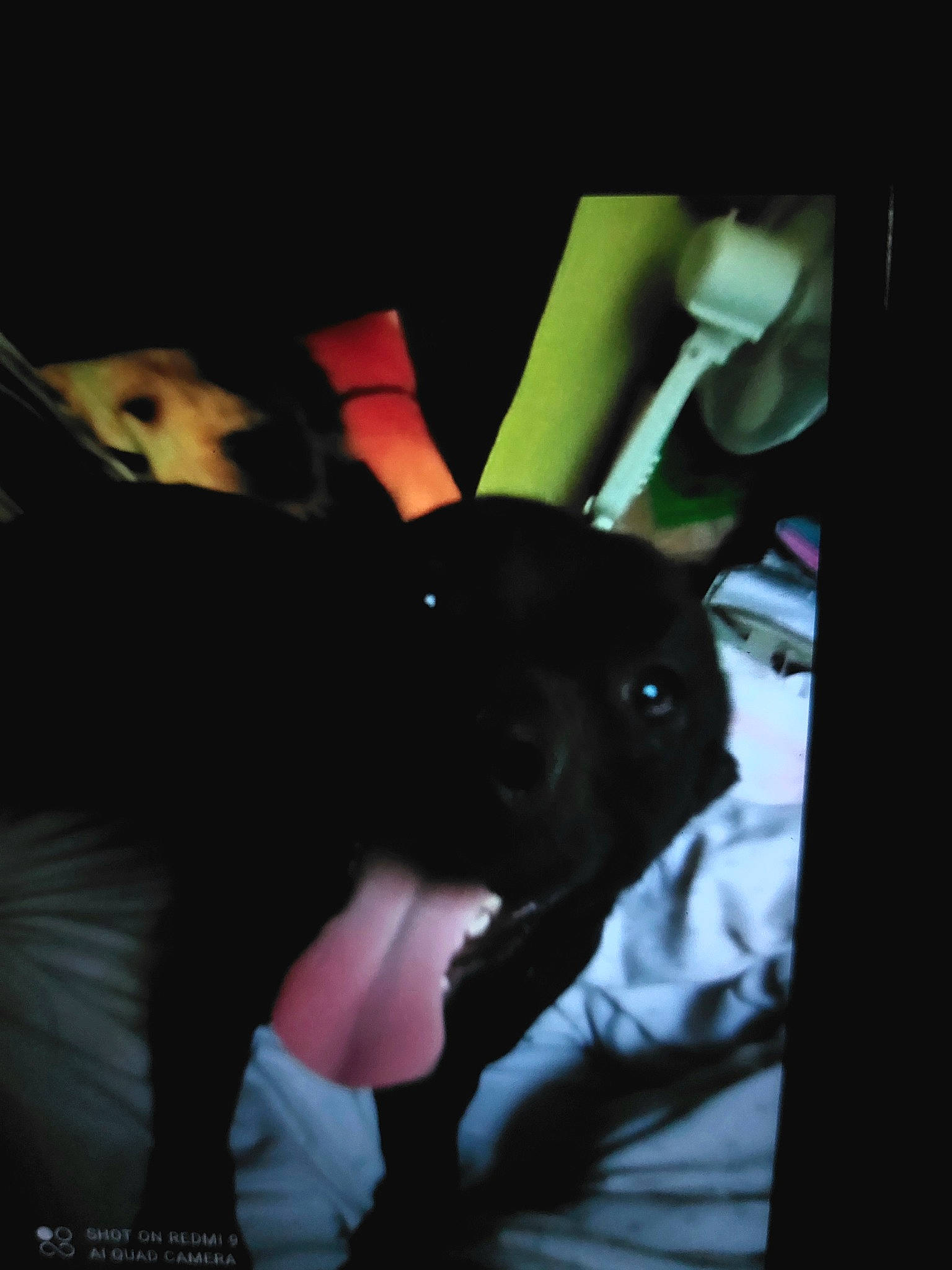 Pepita participe au concours pour gagner de l'argent avec cette photo : automotive_design, automotive_lighting, carnivore, companion_dog, darkness, dog, dog_breed, elbow, eyewear, flash_photography, fur, gadget, gesture, human_leg, magenta, midnight, thigh, tints_and_shades, vehicle_door, whiskers