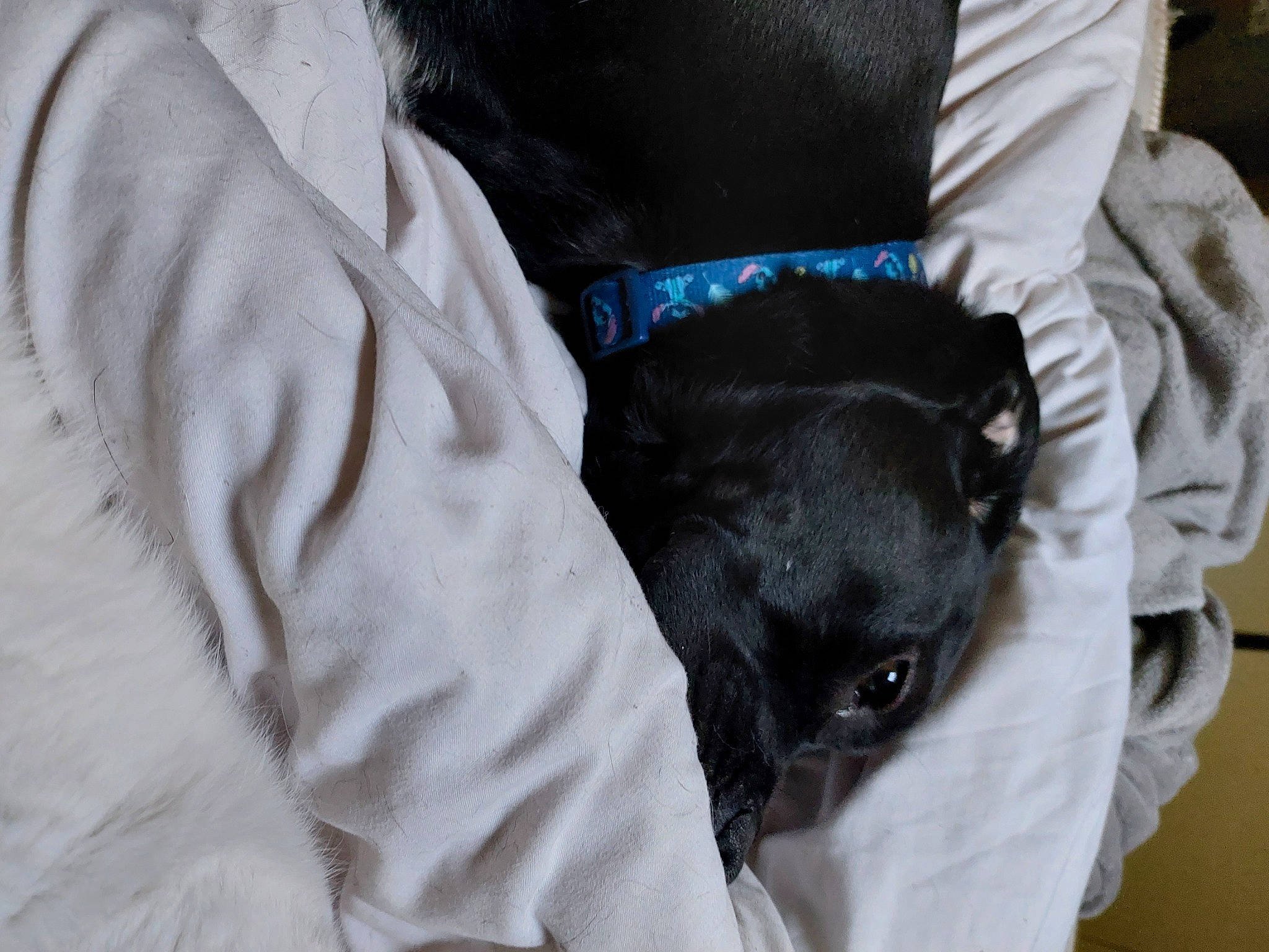 Pepita participe au concours pour gagner de l'argent avec cette photo : bed, canidae, carnivore, comfort, companion_dog, dog, dog_breed, electric_blue, felidae, fur, linens, nap, sleeve, small_to_medium_sized_cats, snout, sporting_group, terrier, toy_dog, whiskers, working_animal